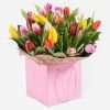Tulip Temptation