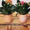 Blooming Great Mum plant and pot