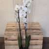 Phalaenopsis Orchid Plant