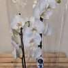 Orchid Plant